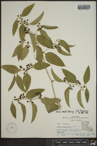 Smilax smallii image