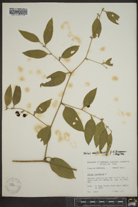 Smilax smallii image