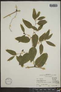 Smilax smallii image