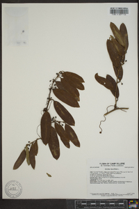 Smilax smallii image