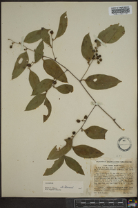 Smilax smallii image