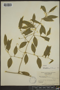 Smilax smallii image