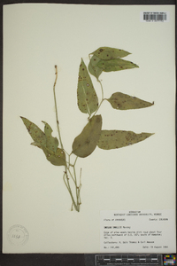 Smilax smallii image