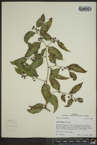 Smilax smallii image