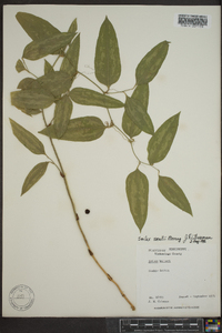 Smilax smallii image