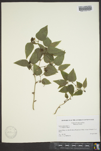 Smilax tamnoides image