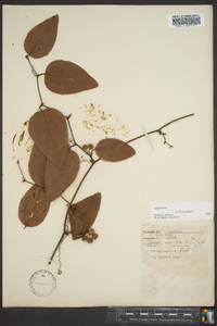 Smilax walteri image