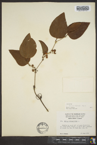 Smilax walteri image