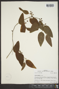 Smilax walteri image