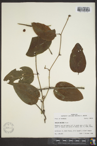 Smilax walteri image