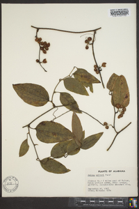 Smilax walteri image