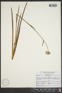 Lachnanthes caroliana image