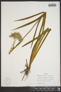 Lachnanthes caroliana image