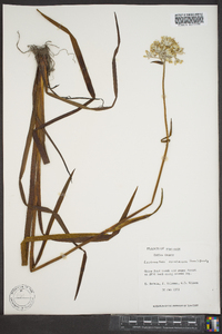 Lachnanthes caroliana image