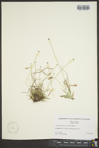 Lachnocaulon anceps image