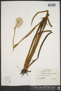 Lachnanthes caroliniana image