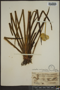 Lachnanthes caroliniana image