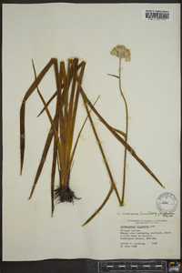 Lachnanthes caroliniana image