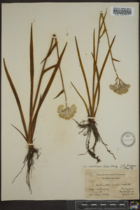 Lachnanthes caroliniana image