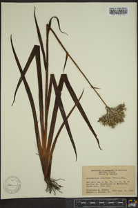 Lachnanthes caroliana image