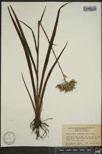 Lachnanthes caroliana image