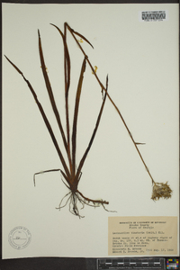 Lachnanthes caroliana image