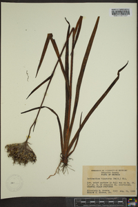 Lachnanthes caroliana image