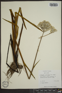 Lachnanthes caroliniana image