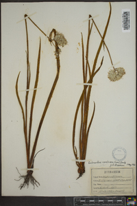 Lachnanthes caroliniana image