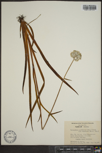 Lachnanthes caroliniana image