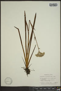 Lachnanthes caroliniana image