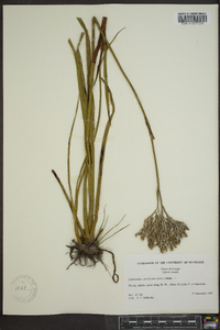 Lachnanthes caroliniana image