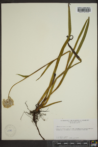 Lachnanthes caroliniana image