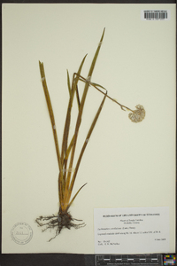 Lachnanthes caroliniana image