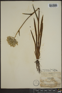 Lachnanthes caroliniana image