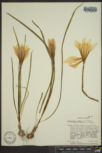 Zephyranthes atamasco image