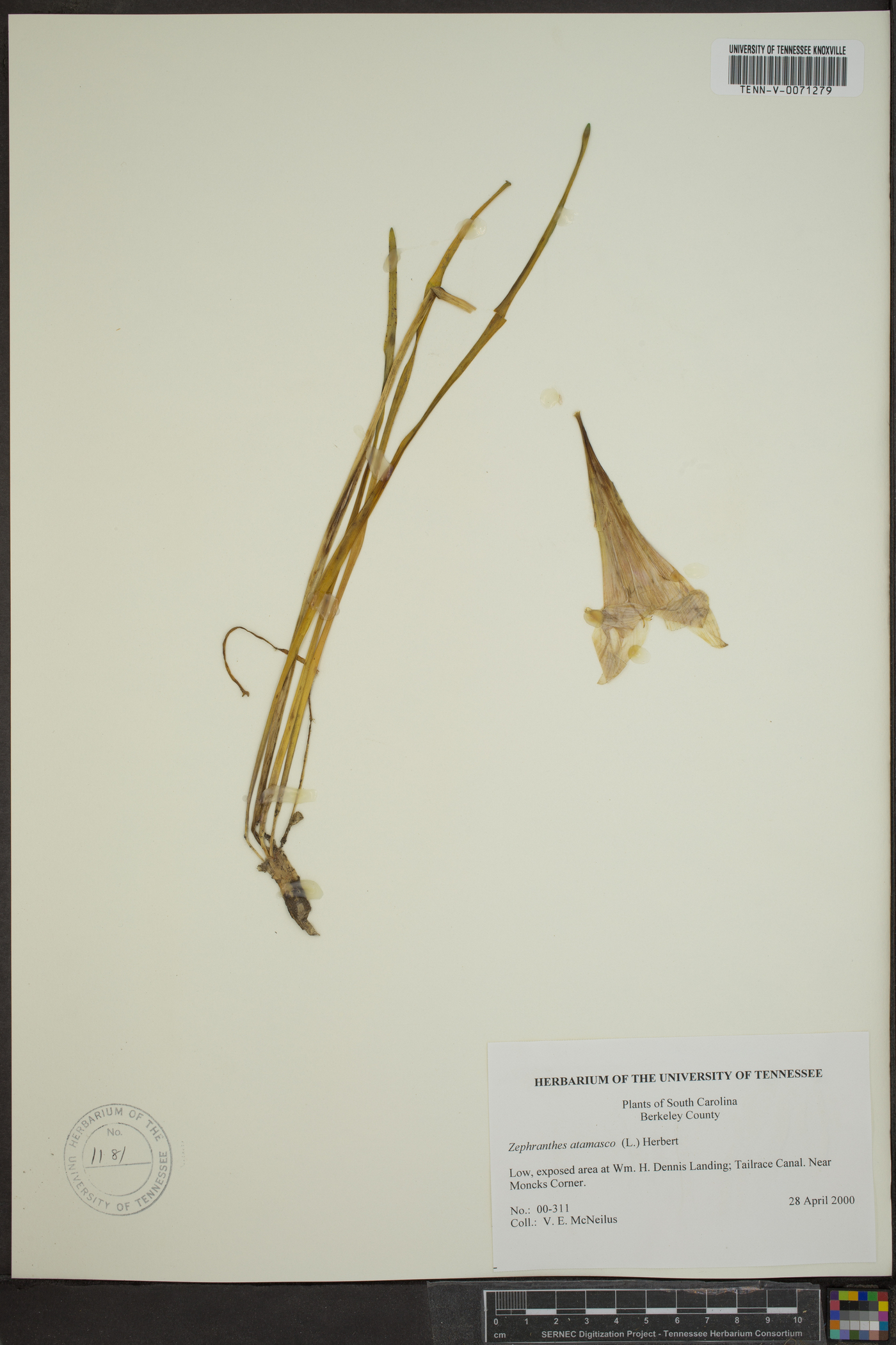 Zephyranthes atamasco image