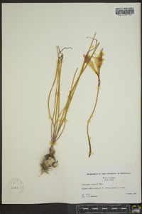 Zephyranthes treatiae image