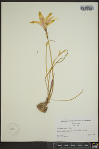 Zephyranthes treatiae image