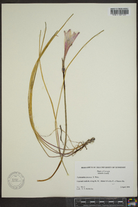 Zephyranthes treatiae image