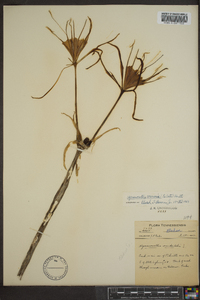 Hymenocallis coronaria image