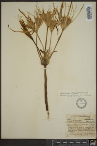 Hymenocallis coronaria image