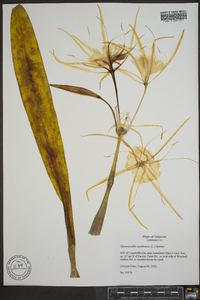 Hymenocallis coronaria image