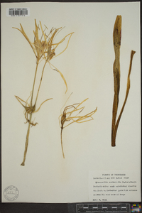 Hymenocallis occidentalis image