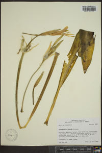 Hymenocallis liriosme image