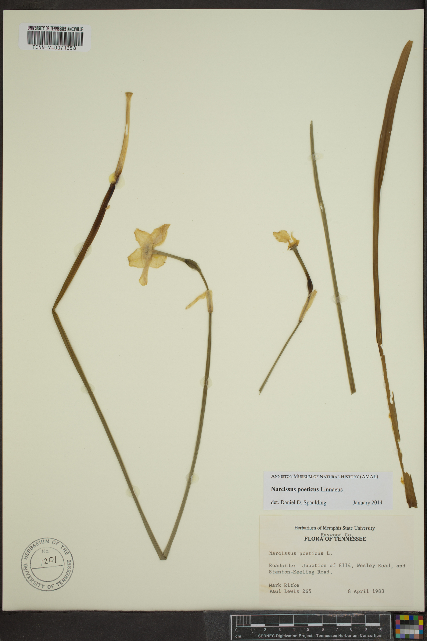 Narcissus poeticus image