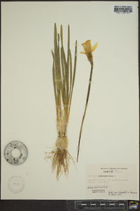 Narcissus pseudonarcissus image