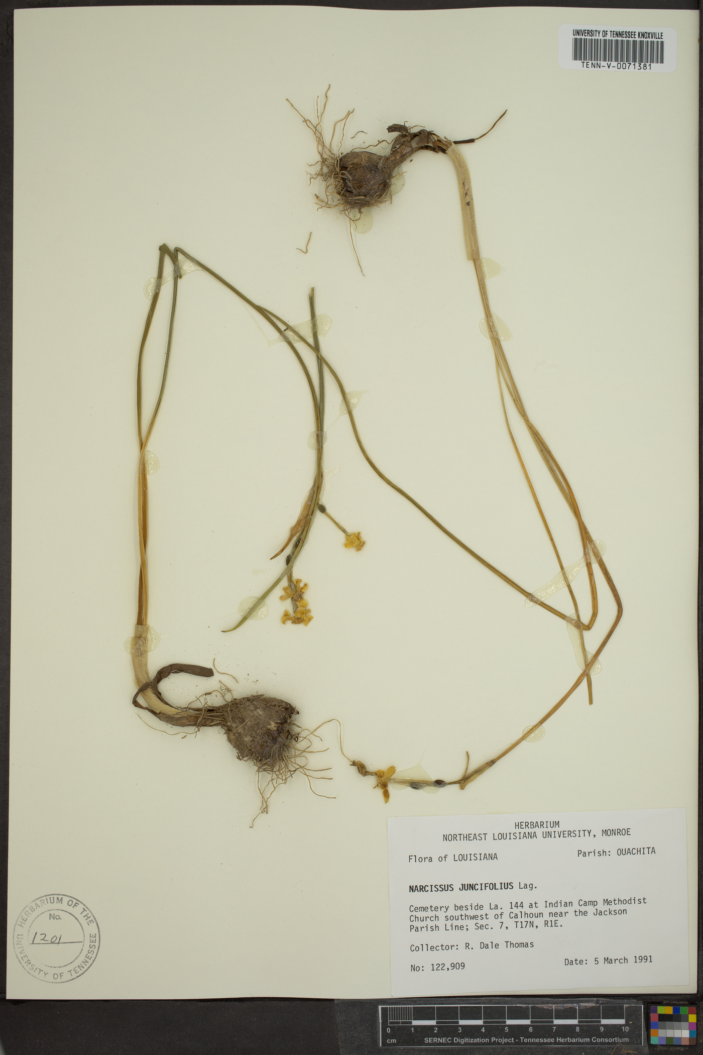 Narcissus flavus image