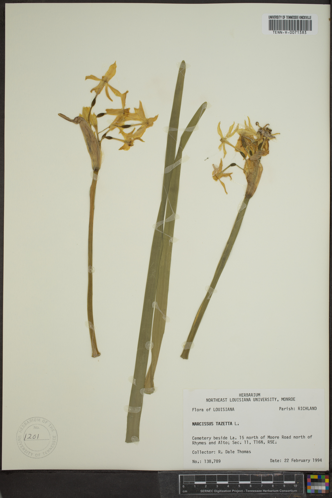 Narcissus tazetta image