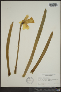 Narcissus pseudonarcissus image